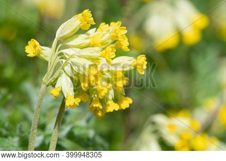 Common Cowslips (primula Veris)