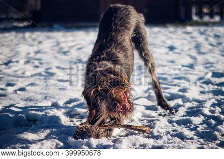 In The Snow, Bohemian Wirehaired Pointing Griffon Stripped The Wood Into Small Splinters. A Game Of 
