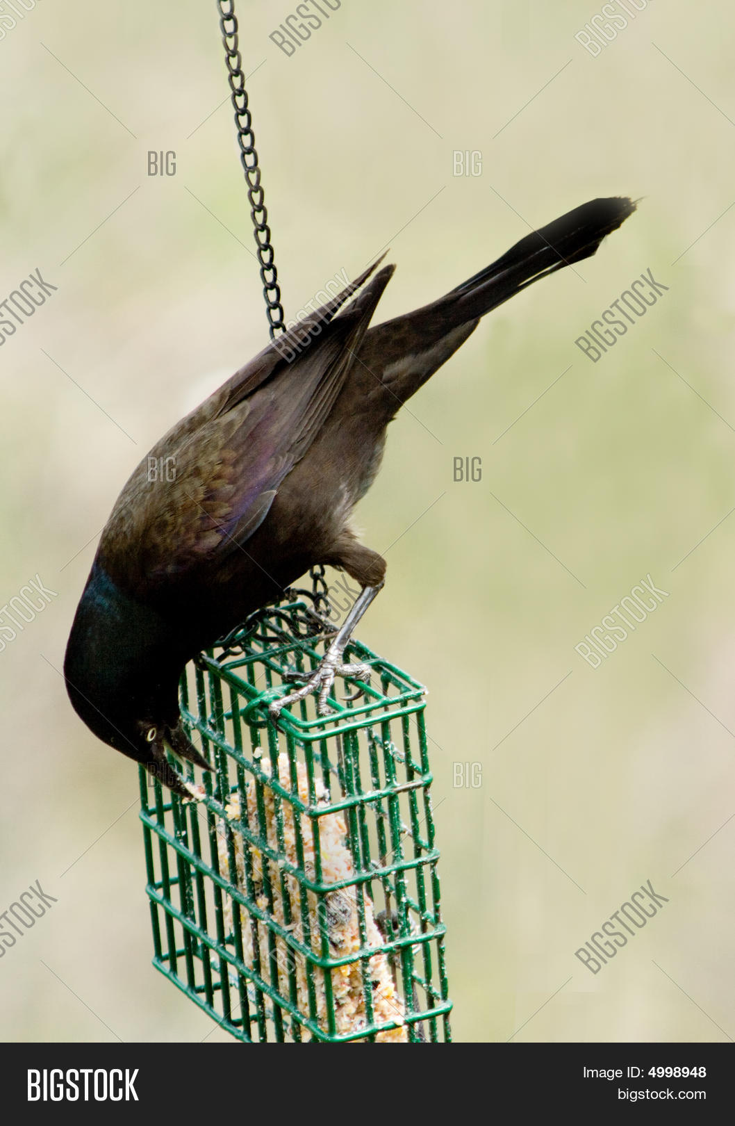 Image Preview