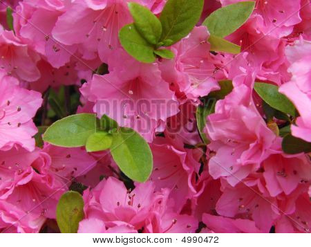 Roze Azalea