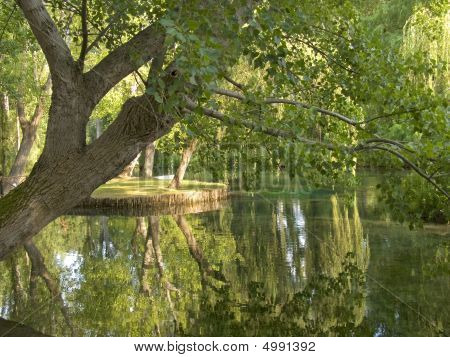 Arbres et lac