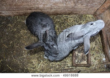Pair Of The Rabbits