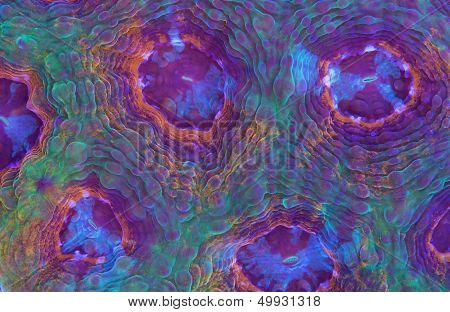 Rainbow Coral