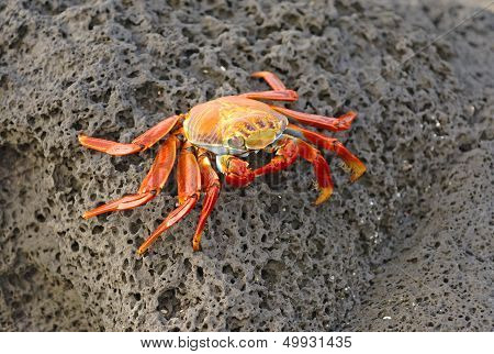 Sally Lightfoot Crab, Galapagos Islands