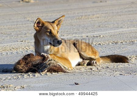 Dingo
