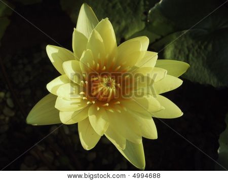 Waterlilly