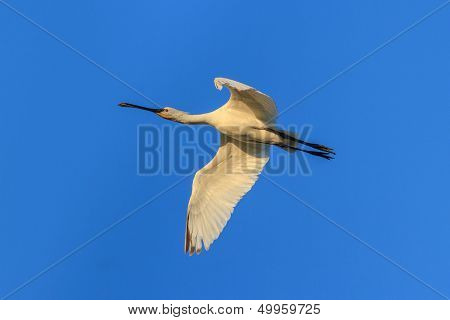 Spoonbill (platalea Leucorodia)