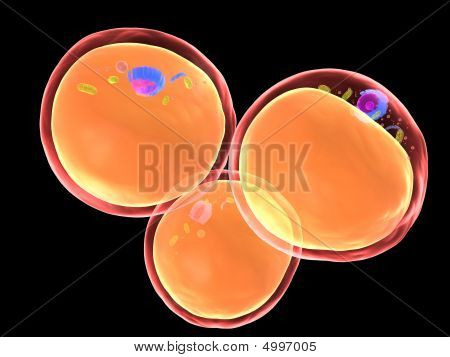 Komórki tłuszczowe