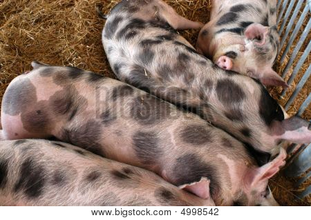 Veprpig02