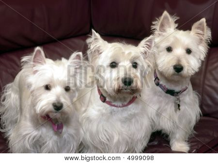 drei westies