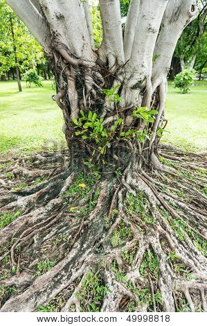 Roots And Stems