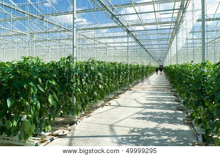 Commercial Greenhouse