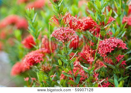 Rubiaceae Flower