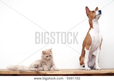 Cane Basenji