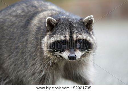 Raccoon Portrait