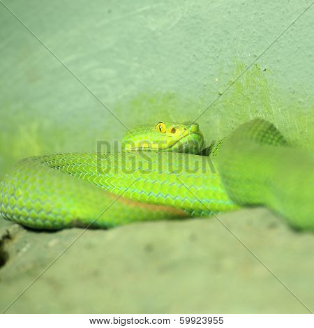 Big-eyed Pit Viper