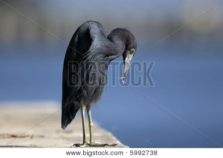 Egretta Caerulea, Little Blue Heron