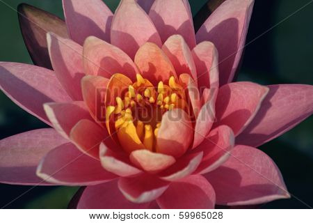 Pink Water Lily, Pink Lotus, Nymphaea Pubescens