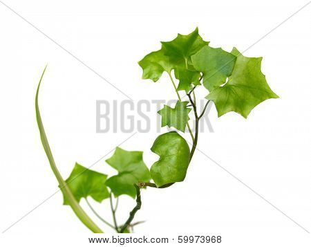 Branch of a potentilla anserina on a white background. A close-up. 