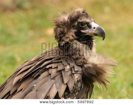 Cinereous Vulture