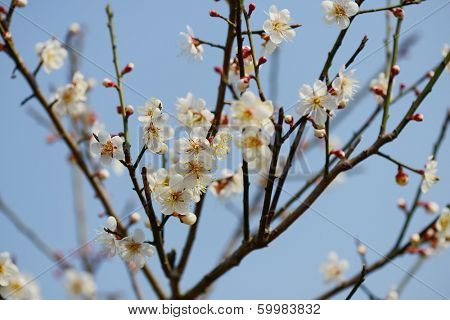 white plum bloossom