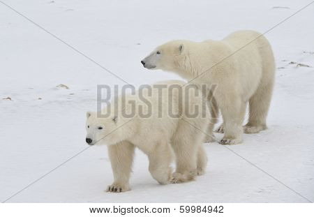 Polar Bear
