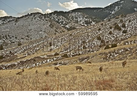 Front Range Elks