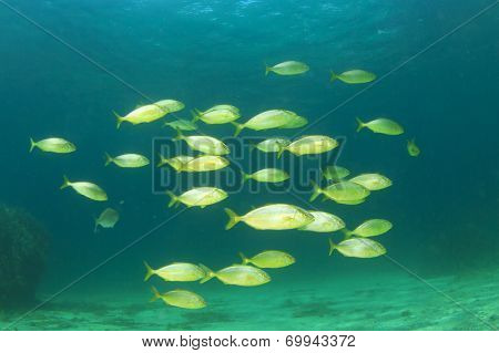 Fish school: amberjacks