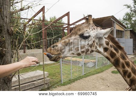 Giraffe Eats Carrots With Hands