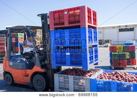 A Worker Transporting Boxes With Fruits Of Agricultural Cooperative Of Naoussa, Greece. The Famous 