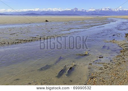 Migrating salmon with mountain background, Alaska