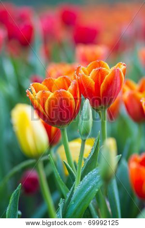 Orange tulips flower with Bouquet