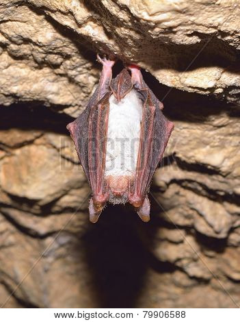 Lesser Mouse-eared Bat (myotis Blythii)