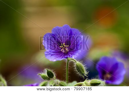 geranium