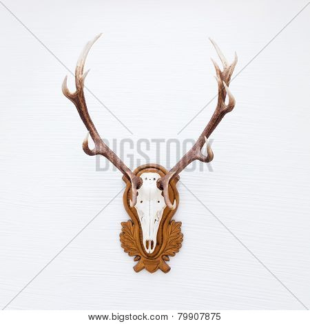 Antlers of a huge stag on white wall.