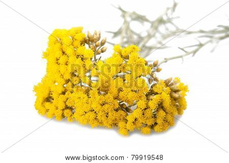Helychrysum