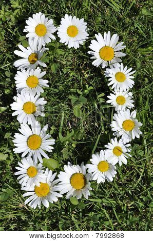 Lettre de marguerites