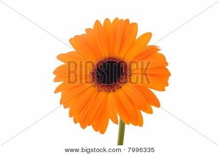 Orange gerber