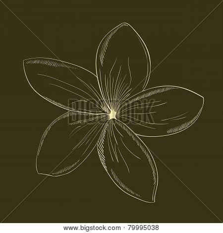 Vector hand-drawing flower