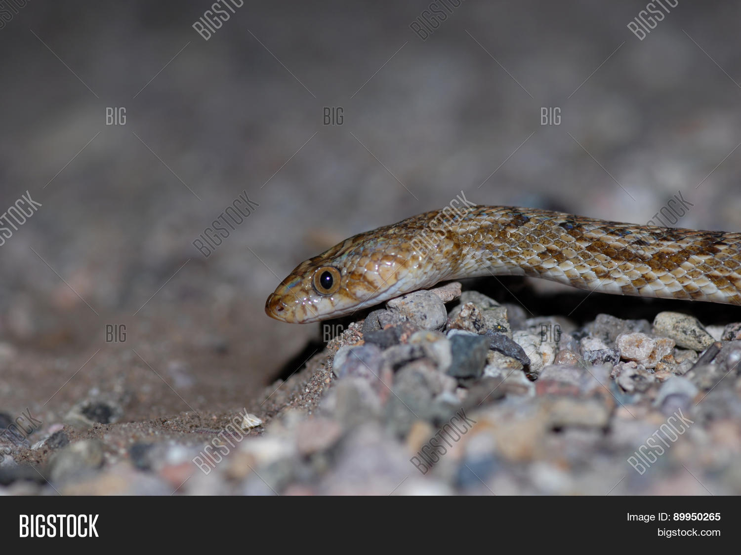 Image Preview