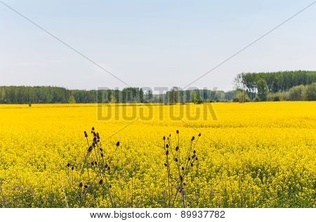 Canola field under blue sky