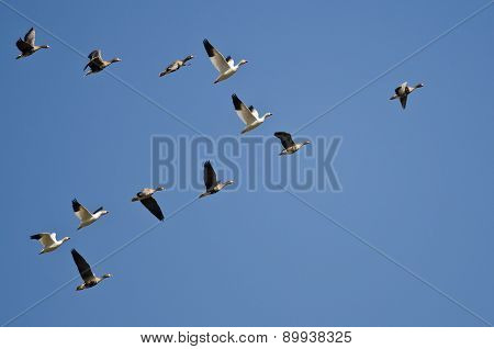 Snow Geese Flying With Greater White-fronted Geese In A Blue Sky