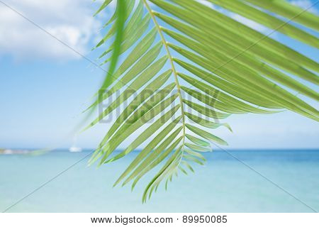 Palm leaf, blue sea and tropical white sand beach ander the sun