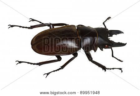 Stag beetle isolated on white
