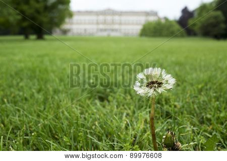 Dandelion