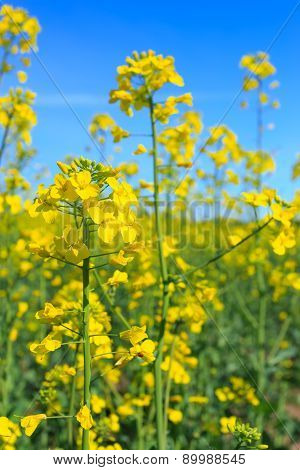Rapeseed