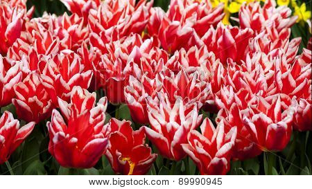 Beautiful Fresh And Vivid  Tulips Bunch