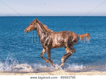Red Foal