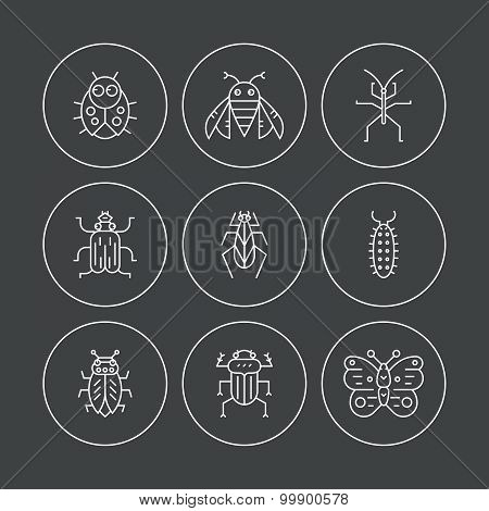 Bugs & Insects