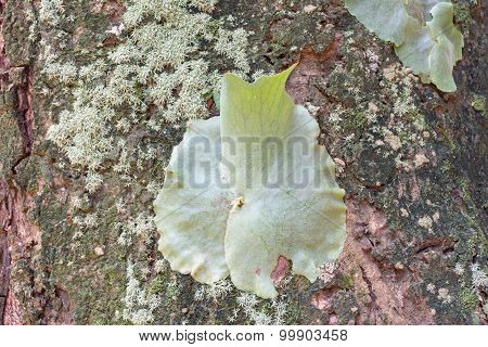 The lichen Hypogymnia physodes on tree in forest